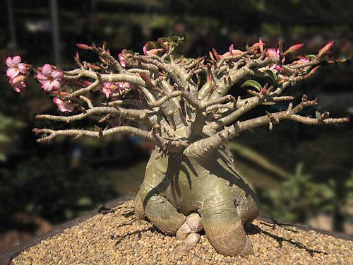 "Socotranum Petch Baan Na"